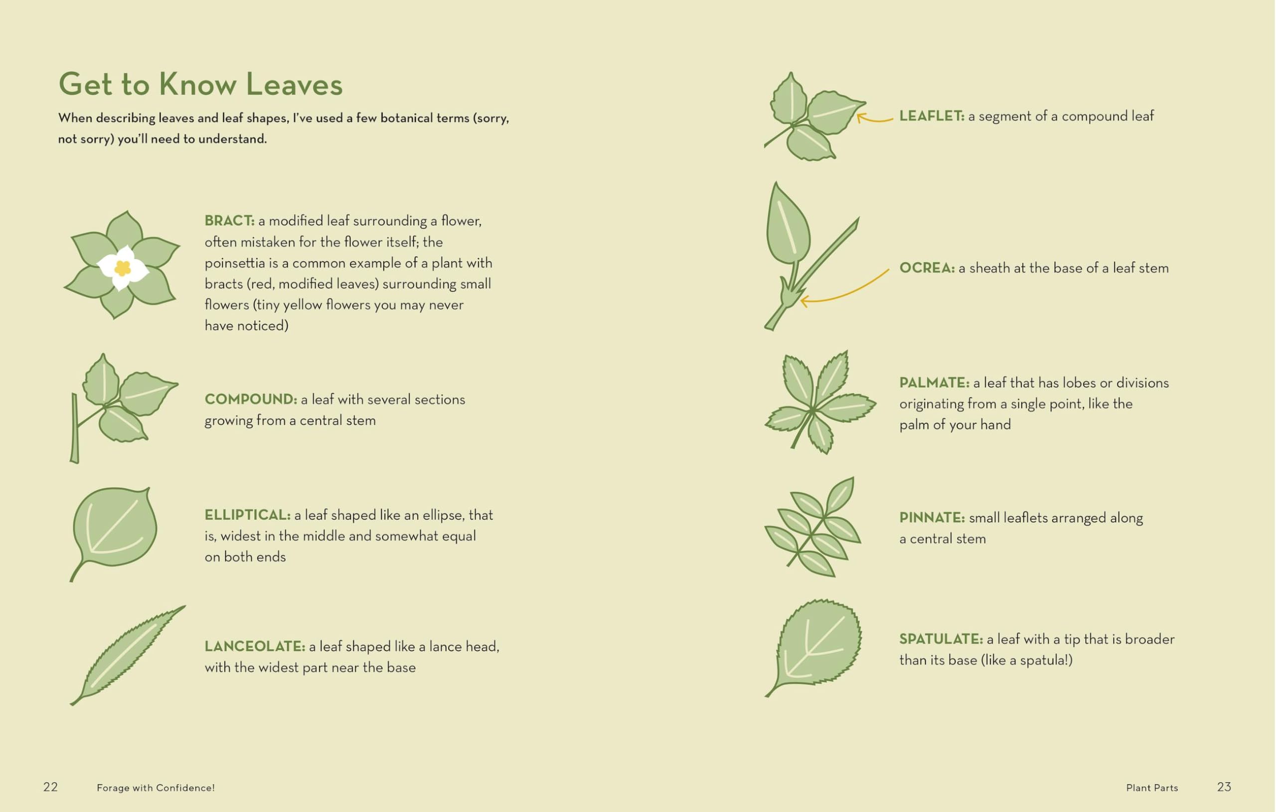 How to Forage for Wild Foods without Dying: An Absolute Beginner's Guide to Identifying 40 Edible Wild Plants