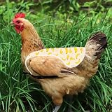 2x Chicken Saddle Hen Vest Pet Feather Protection Back Wing Apron Adjustable view 5