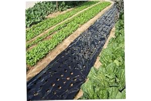 AEIOFU Garden Vegetable Mulch Film 5 Holes Black Plastic Mulch Film for Agricultural Vegetable Film Plant Plastic Film Perforated Pe Film for Garden Plant Mulch Membrane Intens Ely 3x33 Ft