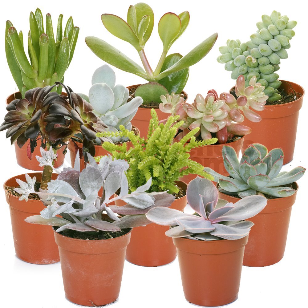 Succulent Mix 10 Plants House / Office Live Indoor Pot Plant