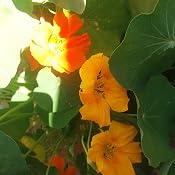 Semillas de Flores - Capuchina Trepadora variada - Batlle: Amazon ...