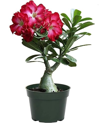 Amazon.com : Desert Rose Adenium Obesum, Mature Plant, New