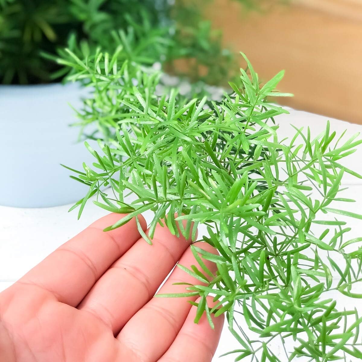 Amazon Co Jp 観葉植物 アスパラガス スプレンゲリー 6号吊り鉢 育て方説明書付き Asparagus Densiflorus Sprengeri スギノハカズラ ホーム キッチン