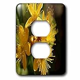 3dRose lsp_214114_6 Turkish St Johns Wort Wild