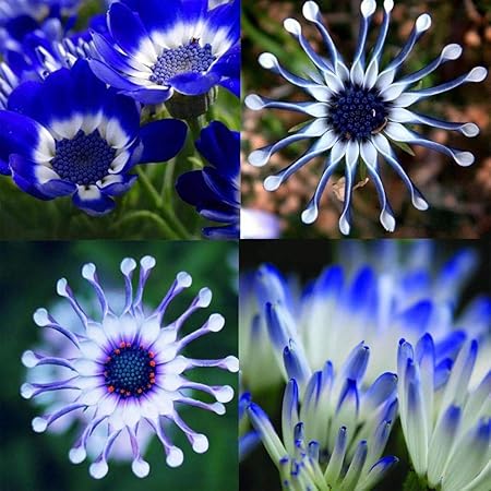 Tomasa Samenhaus- Blaue Gänseblümchen-Samen, Rarität Zierblumen Gänseblümchen Samen Seltene Pflanzen Exotischer Zierpflanzen 