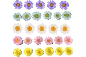 YUNZHI 50pcs Natural Dried Daisy Flower, Vacuum Packaging, Pressed Flower for House Decoration, Jewelry Making, Phone case Decoration (5 Colors)