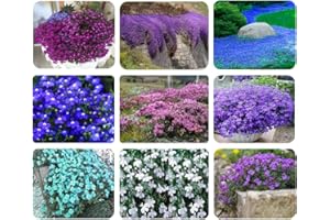 EKFRPAU Mix Creeping Thyme Seeds for Planting Ground Cover Plants, Heirloom Non-GMO Thyme, 5 Colors- Individual packag, Easy to Plant and Grow, 1000+