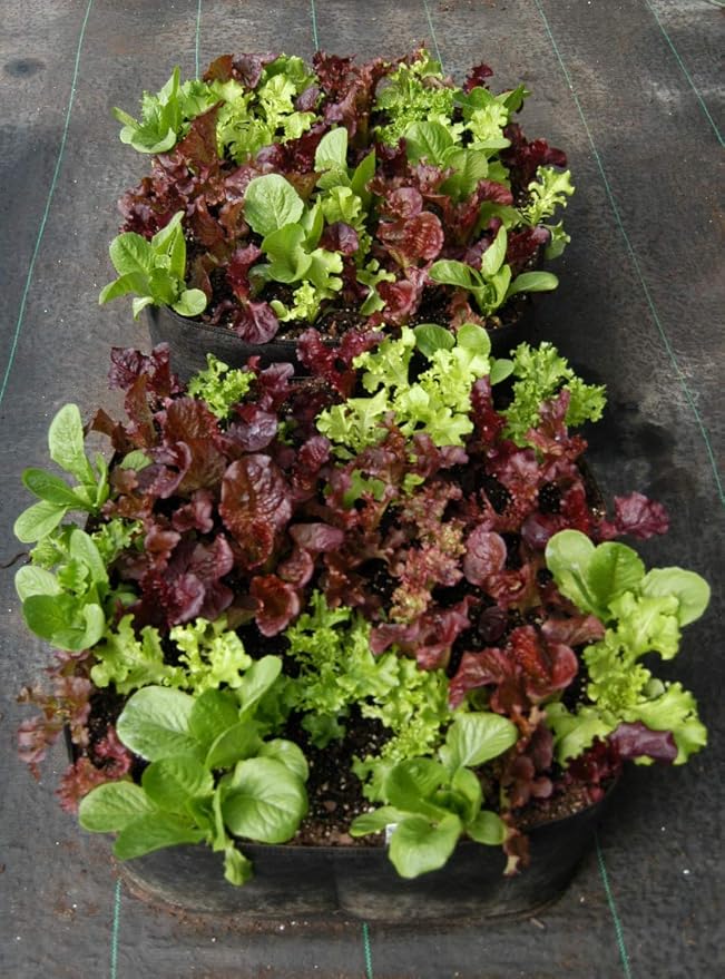 Victory 8 Garden Cama levantada del jardín, Ollas de Telas 2 x 2 ...