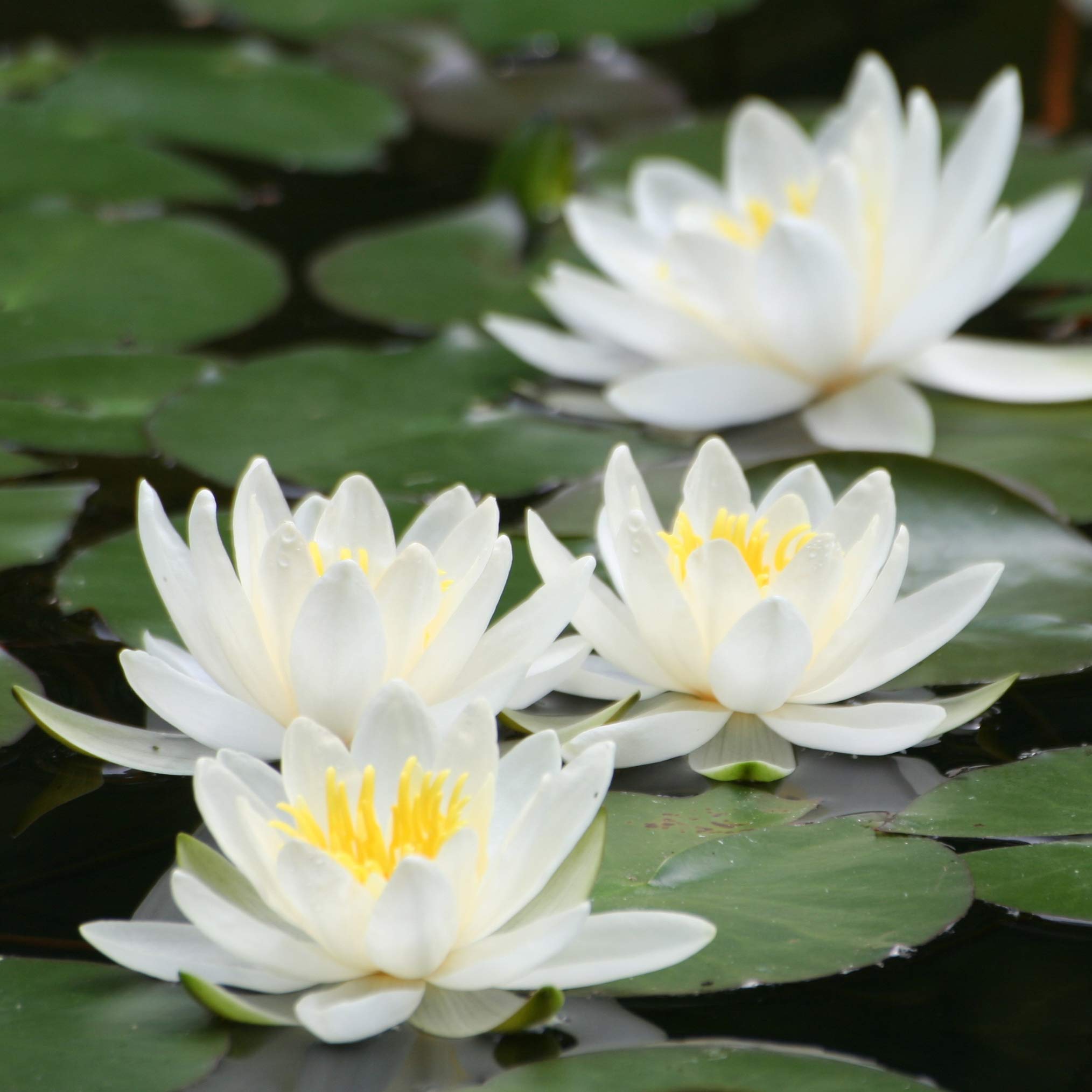 YouGarden Water Lily Planting Kit, White Nymphaea albida, Gift Idea and Ready to Use