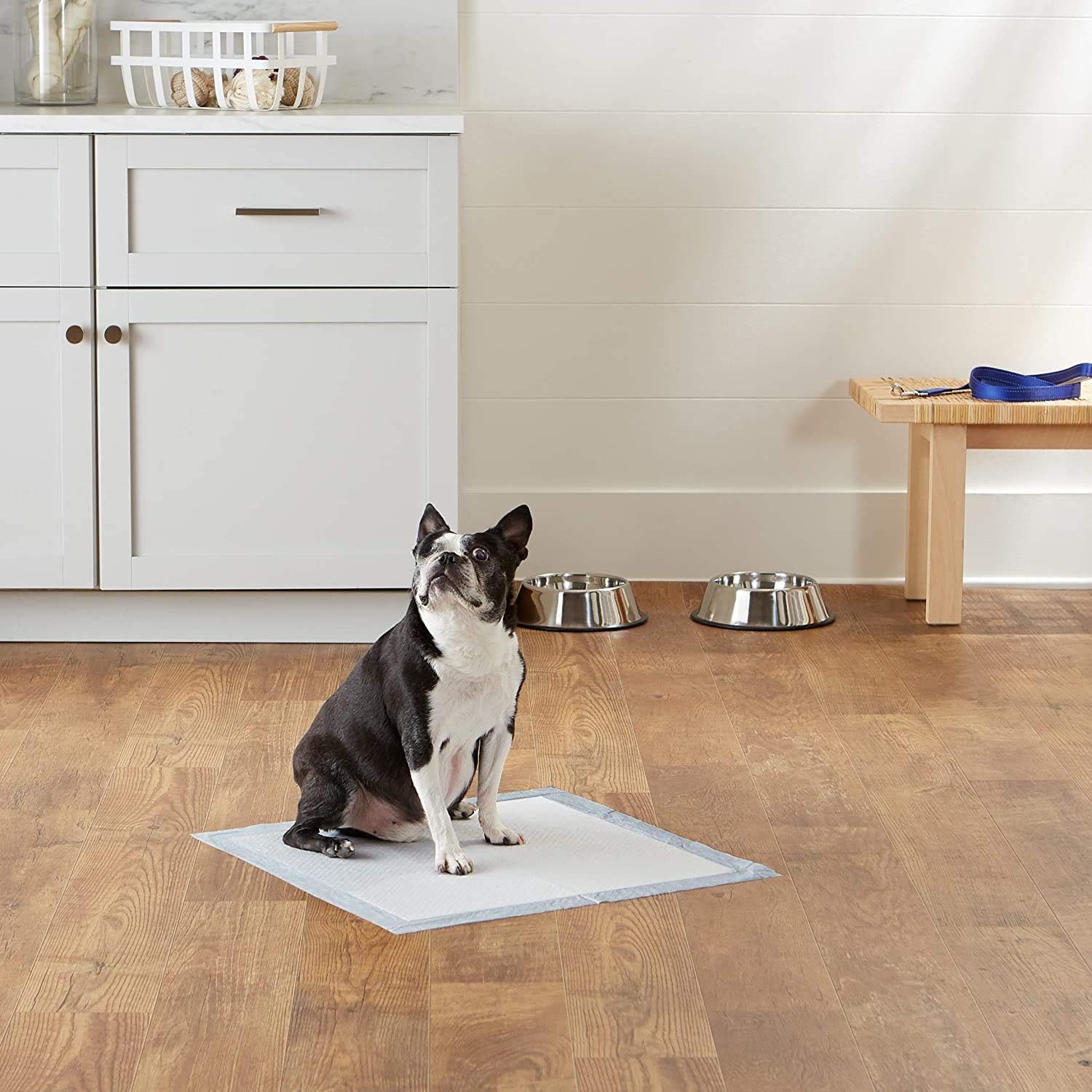 Basics Dog and Puppy Potty Training Pads, Regular (22 x 22 Inches) - Pack of 100 : Pet Supplies