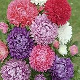 Seeds Aster Pompon Mix Giant Flower Annual Outdoor Garden Cut for Planting Non GMO
