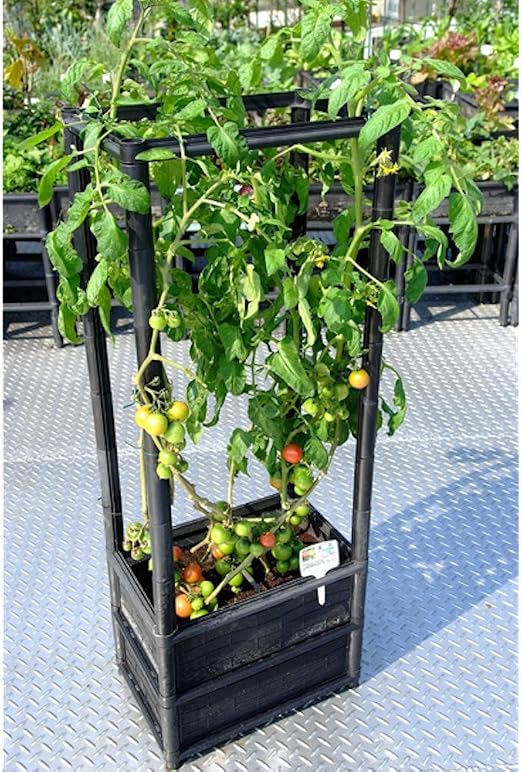 Plantas trepadoras Raised Tomate Vegetal maceta sobre ruedas 24