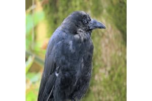 Crow Sounds