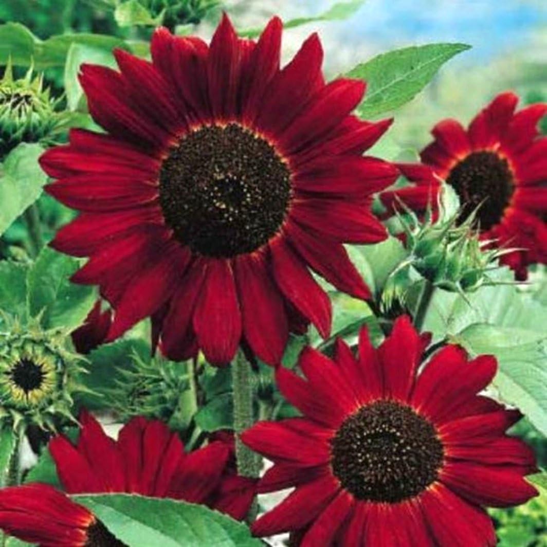 RED GIANT SUNFLOWER RED SUN HELIANTHUS ANNUUS 80 HIGH QUALITY