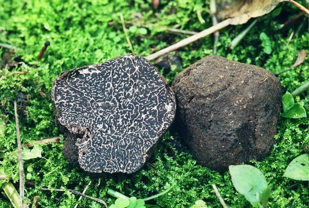 Other Plants, Seeds & Bulbs Home & Garden Tuber melanosporum BLACK