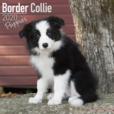Amazon Com Border Collie Puppies Calendar 2020 Dog Breed