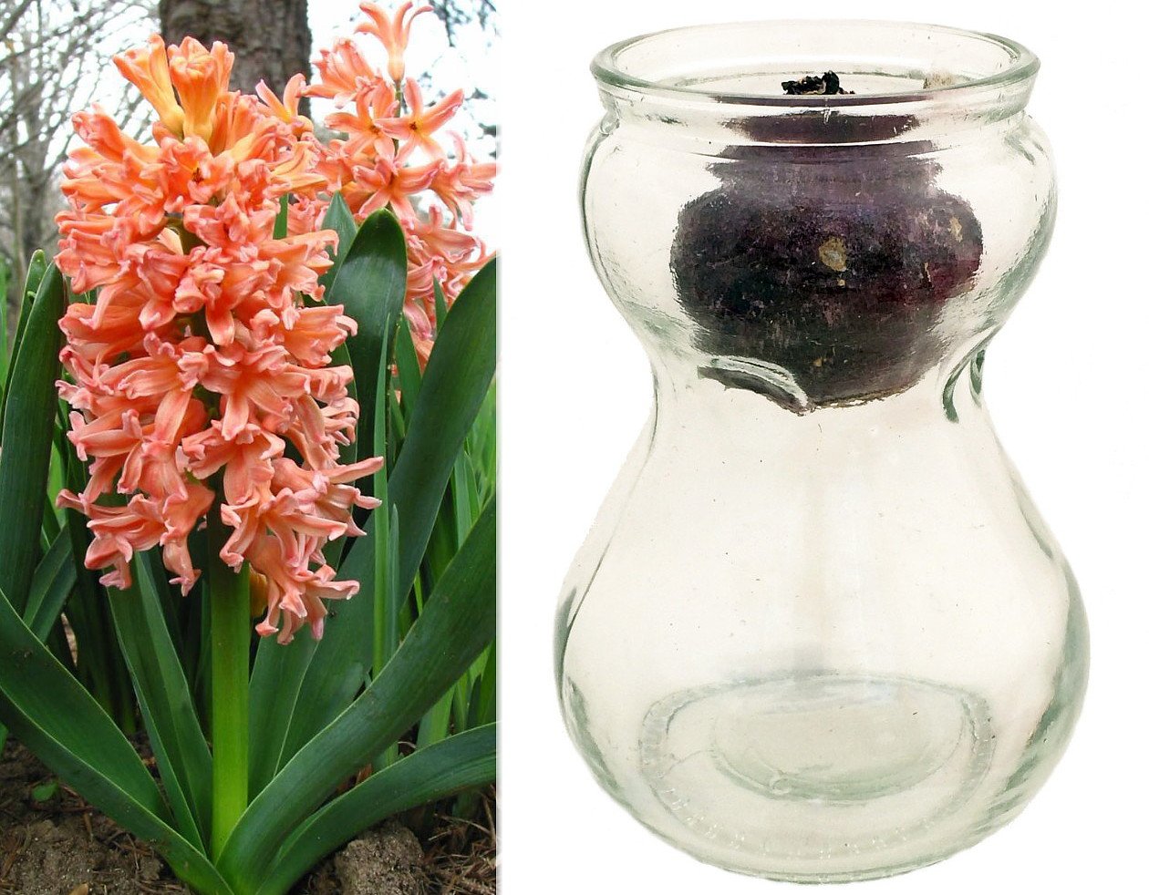 Buy Hirt 27s Gardens Clear Glass Hyacinth Vase Orange Hyacinth