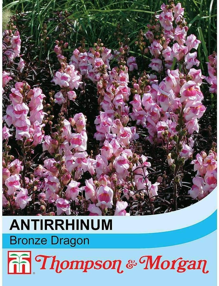 Antirrhinum 'Bronze Dragon' Seeds Half Hardy Annual Flowering Garden Plant Easy to Grow Your Own 1 Packet of 100 Seeds by Thompson and Morgan - Image 3