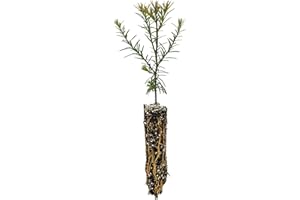 Coast Redwood | Small Tree Seedling | The Jonsteen Company