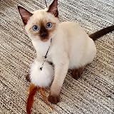 MAIYADUO Cat Toys Interactive Wand 6Pcs Feather Teasers 80cm for Indoor Cats view 6