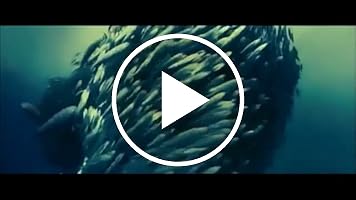 A video posted by the author.