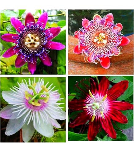 Amazon.com : 99roadsgarden Passion Flower Seeds Mixed Color