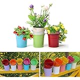 Blumentöpfe hängend Blumentöpfe hängend