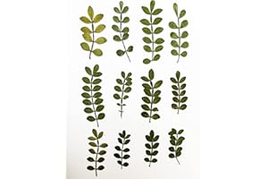 UOKWIWI 12 pcs Schinus Leaf Real Natural Dried Pressed Flowers for Resin Art Craft DIY