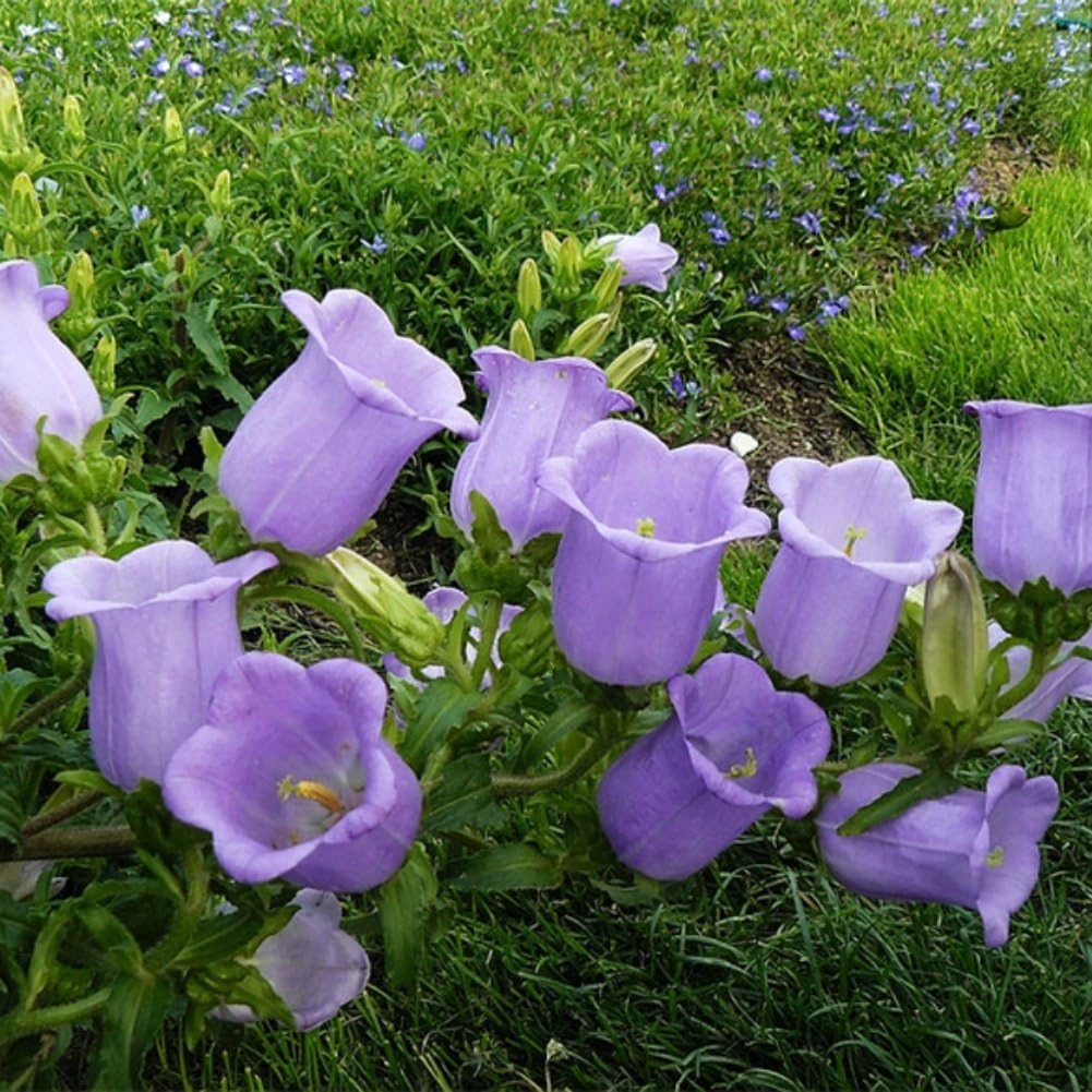 EXIU Canterbury Bells Campanula Flower Seeds 50/100/202 Piece