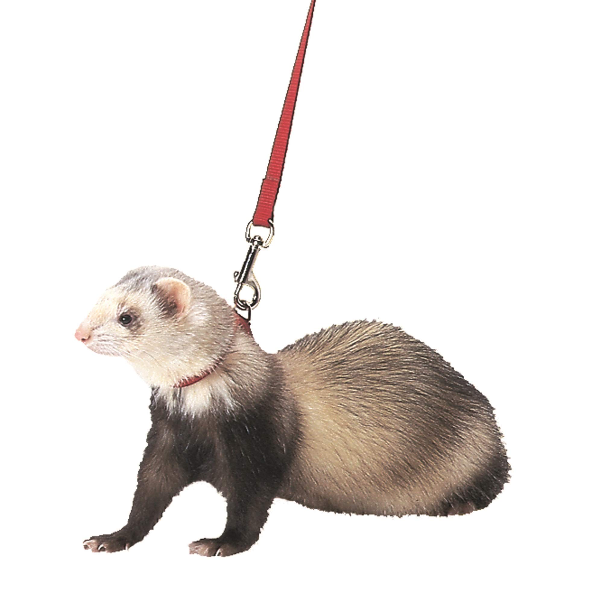Marshall Ferret Harness and Lead, Red