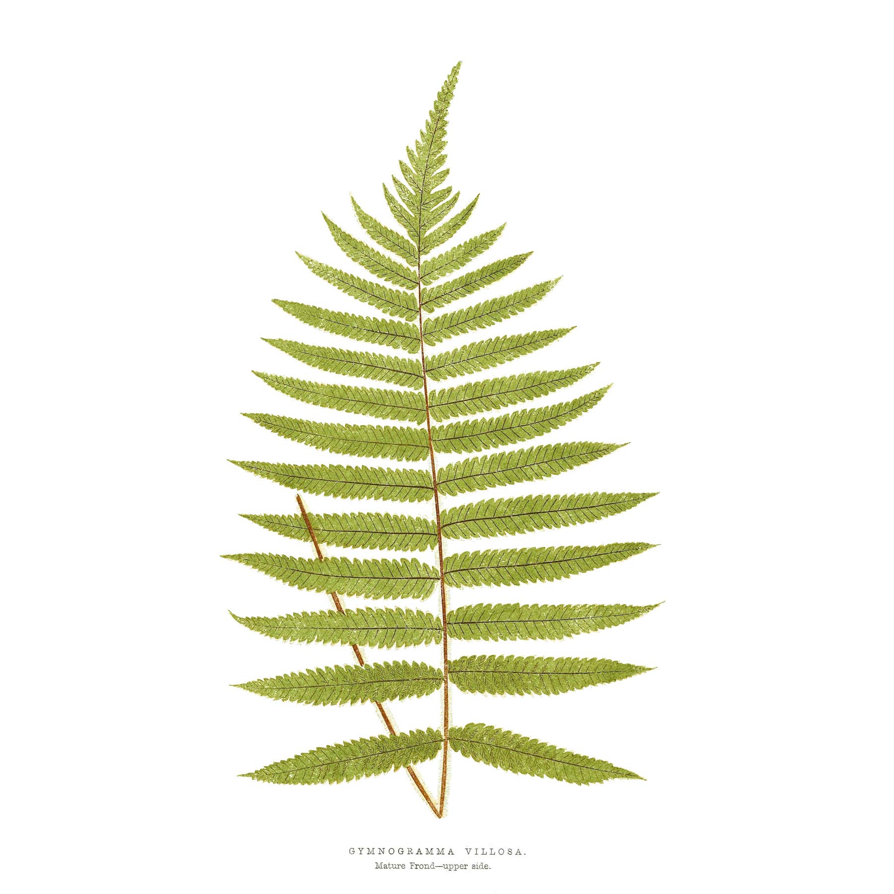 Wee Blue Coo Fern Gymnogramma Villosa Large Wall Art Print Canvas Premium Poster