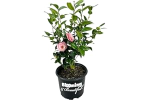 Blooming & Beautiful - Pink Perfection Camellia - 3 Gal - Evergreen Shrub - Pale Pink Formal Double Peony-Form Bloom - Zones 7-9 - Camellia Japonica ‘Pink Perfection’ - 3 Gallon Pot