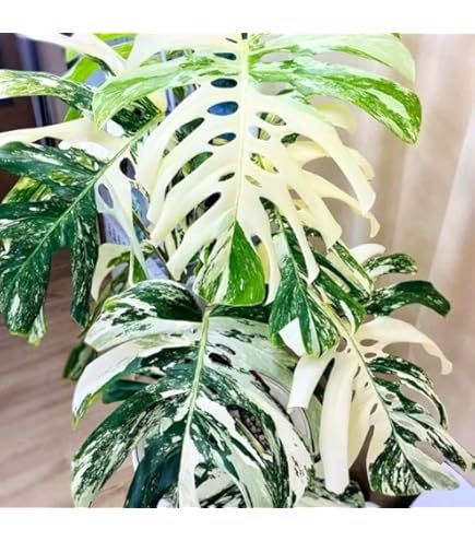 monstera adansonii type Monstera Adansonii Swiss Cheese Vining Climbing in Trellis – Eureka Farms