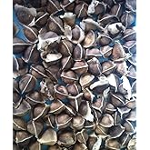 100 Moringa also known as drumstick tree Moringa Organic Seeds ~Chris's garden