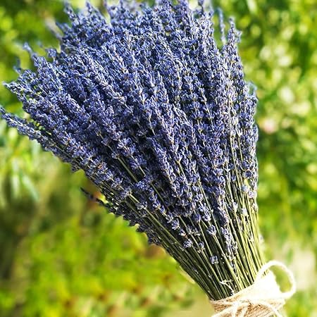 TooGet Lavendel getrocknet Ultra Blau Bündel 100 Stiele (40 cm - 45 cm lang) für Home Decor, Handwerk, Geschenk, Hochzeit ode