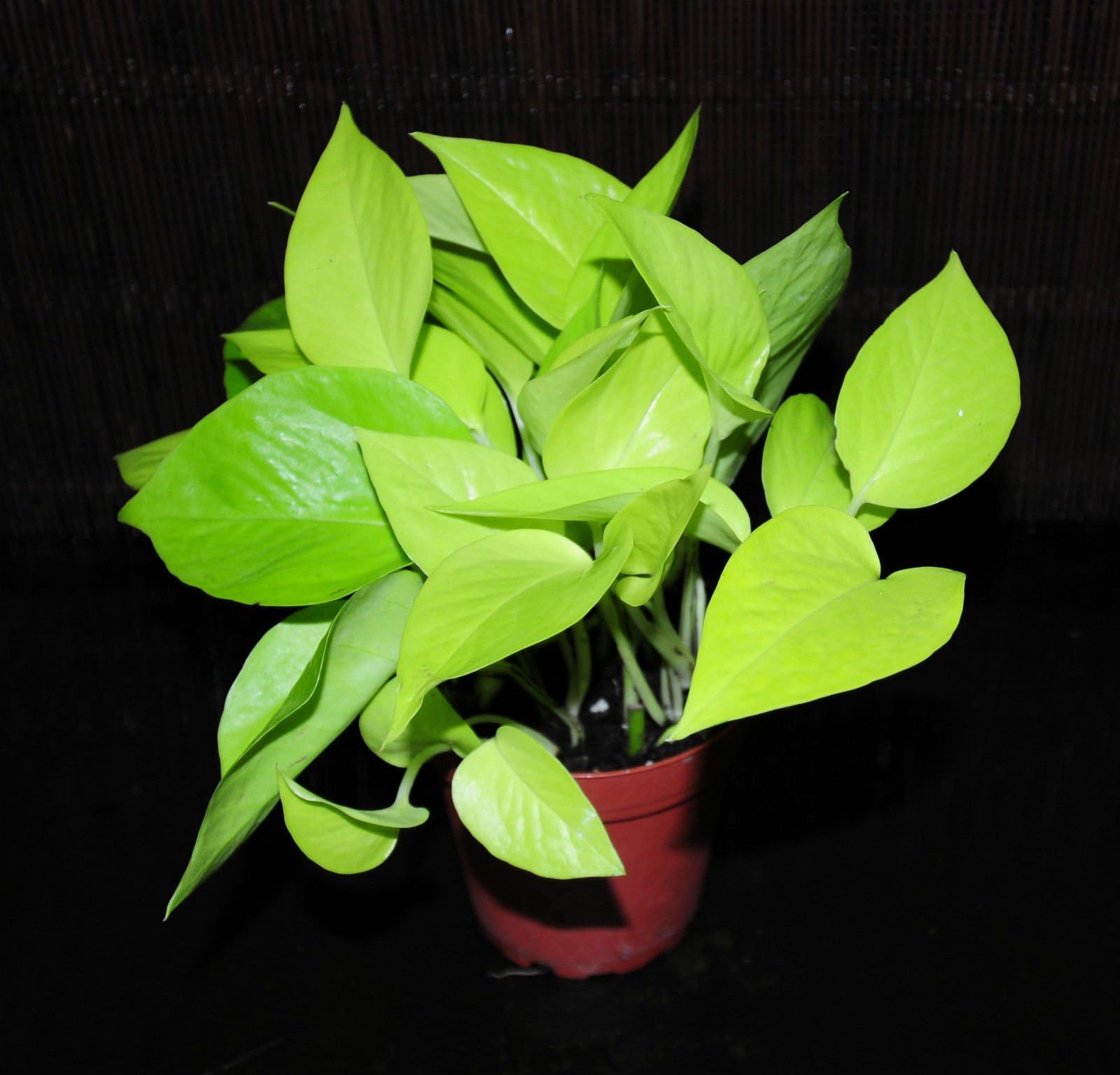 New Item 2~Neon Pothos 4" Pot Epipremnum aureum Neon Beautiful Chartreuse Leaves