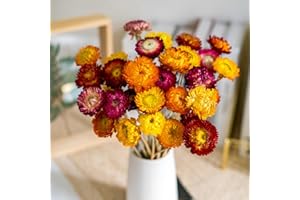 JTODER Natural Dried Daisy Flowers Bouquet - 20 Pcs Multicolor Daisies Dried Sunflowers Chrysanthemum, Dry Flower Arrangements for Wedding, Farmhouse Table Vase Decor, Home Office Party Decoration