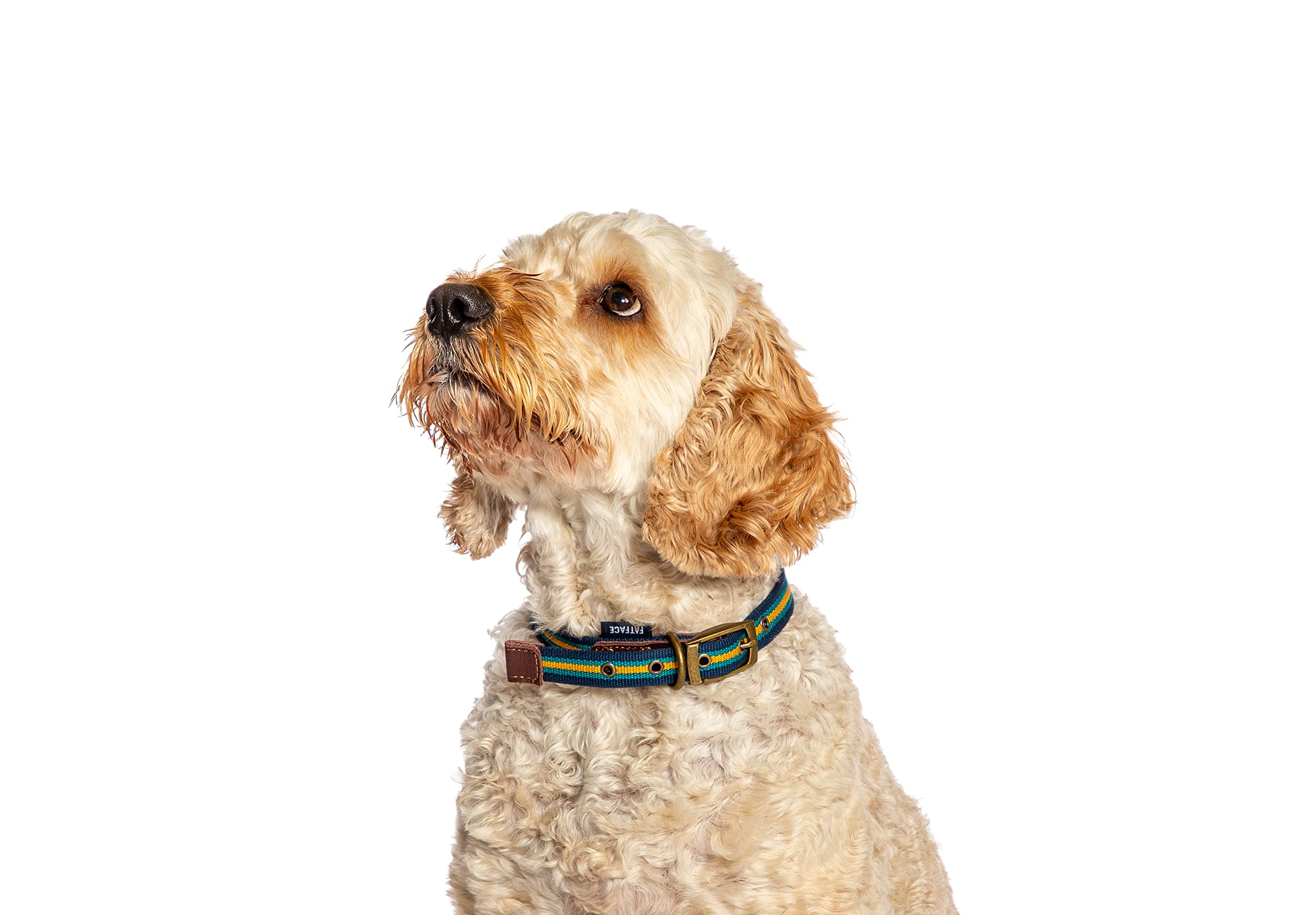 Danish Design FatFace Bold Stripe Blue and Yellow Woven Genuine Leather Trim Metal Buckle Dog/Puppy Collar Small 15mm 35-45 cm