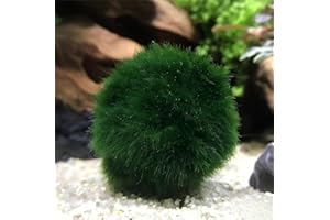 RWSEFK 2 Large Live Moss Pebbles Balls for Aquariums - Decorative Green Algae Spheres for Enhanced Aquarium Aesthetics 1.3''-1.5'' (2)