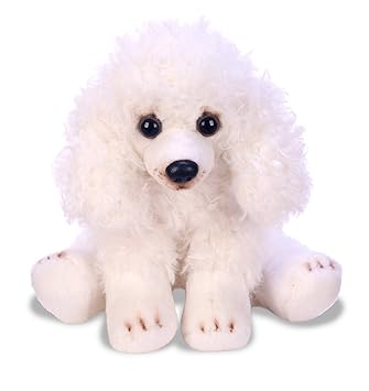 baby poodle white