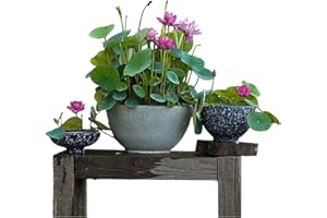 ZESHOPS 12pcs Mixed Pink, Red & Green Color Bowl Lotus Seeds for Planting Beautiful Water Plants for Indoor Bonsai, Outdoor Ponds