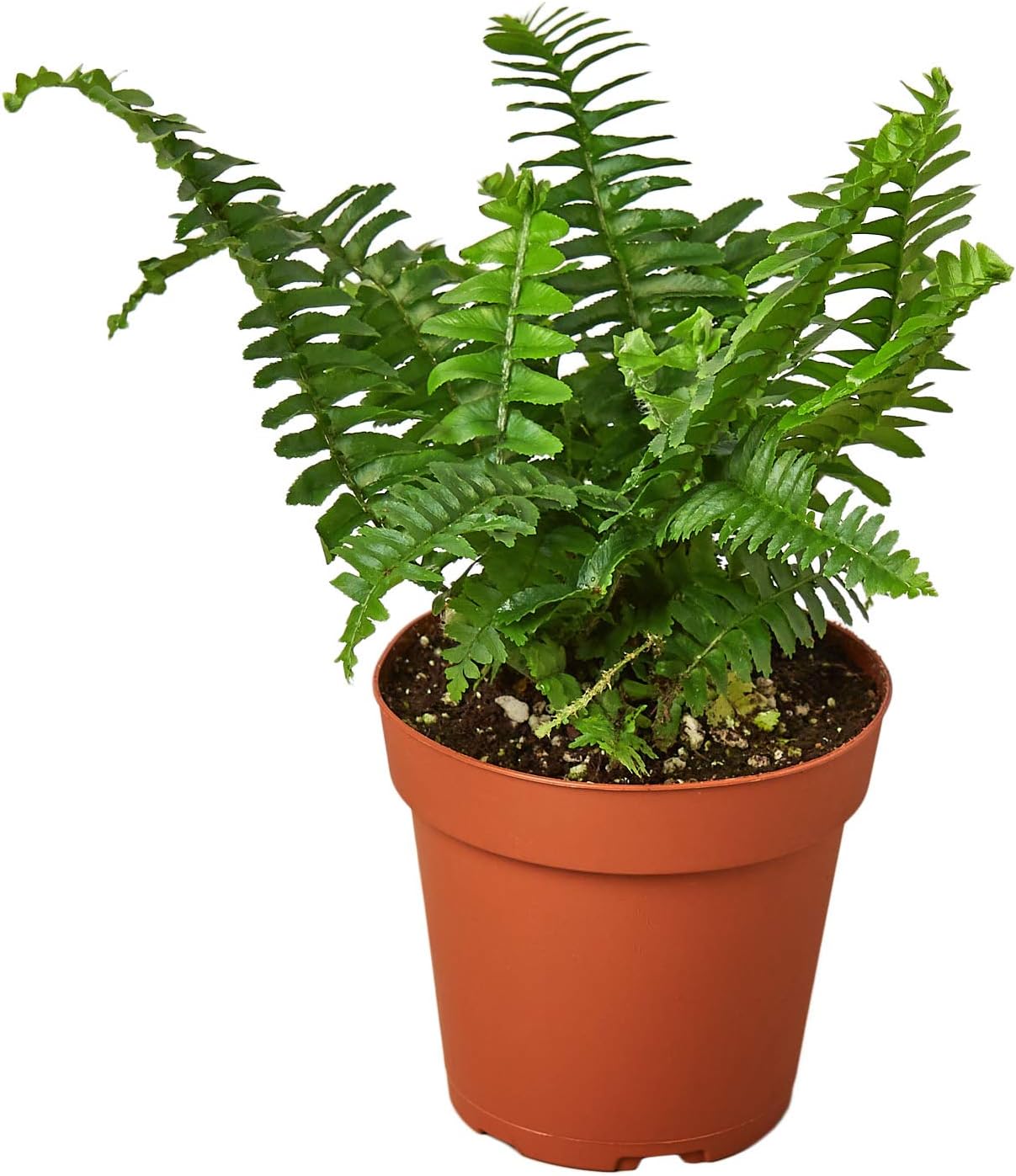 Amazon Com House Plant Shop Fern Jester S Crown 4 Pot Live Indoor Plant Free Care Guide Garden Outdoor