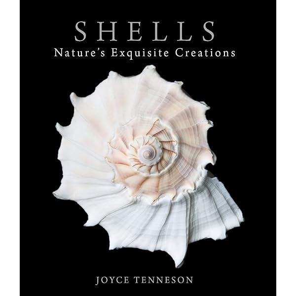 Amazon.com: The Book of Shells: A Life-Size Guide to