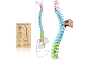 RONTEN Human Spine Model, Life Size 34 Inch Spine Model, Flexible Spine Anatomical Model with Vertebrae, Cervical Spine, Lumbar Spine