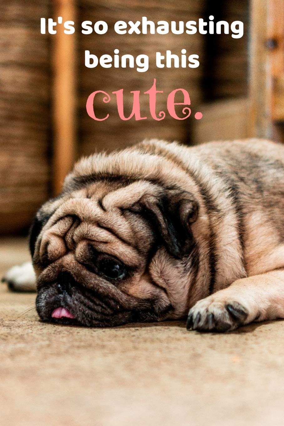 cute and funny pugs