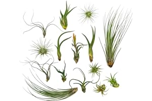 RAGNAROC Live Air Plants - Tillandsia Variety, Regular 1-3" - 15ct - Live Arrival Guaranteed, House Plants for Home Decor & Gift
