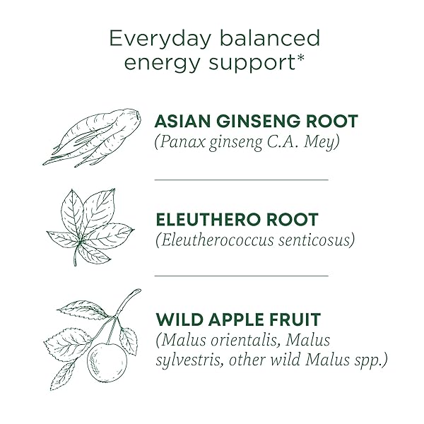 TRADITIONAL MEDICINALS ORGANIC, STRESS EASE FOCUS, GINSENG WILD APPLE MINT TEA – BALANCED ENERGY SUPPORT & ADAPTOGENS – KOSHER, NON-GMO, CAFFEINE-FREE, COMPOSTABLE – 16 TEA BAGS