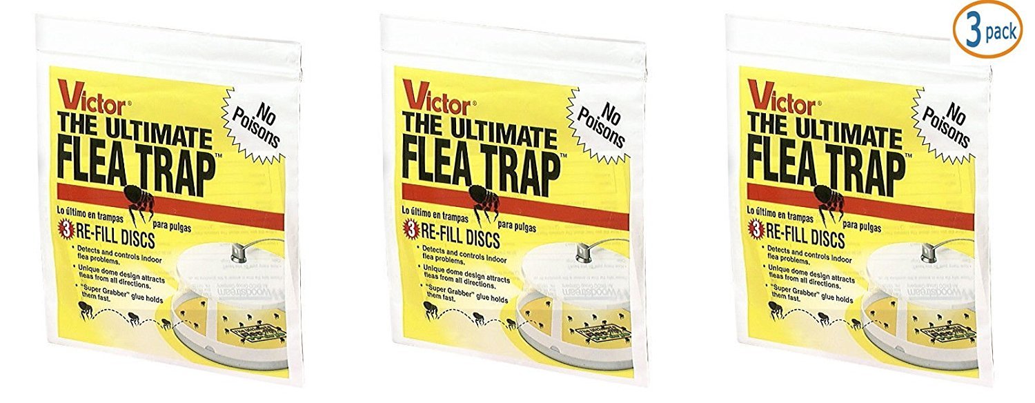 Best flea control carpet powder