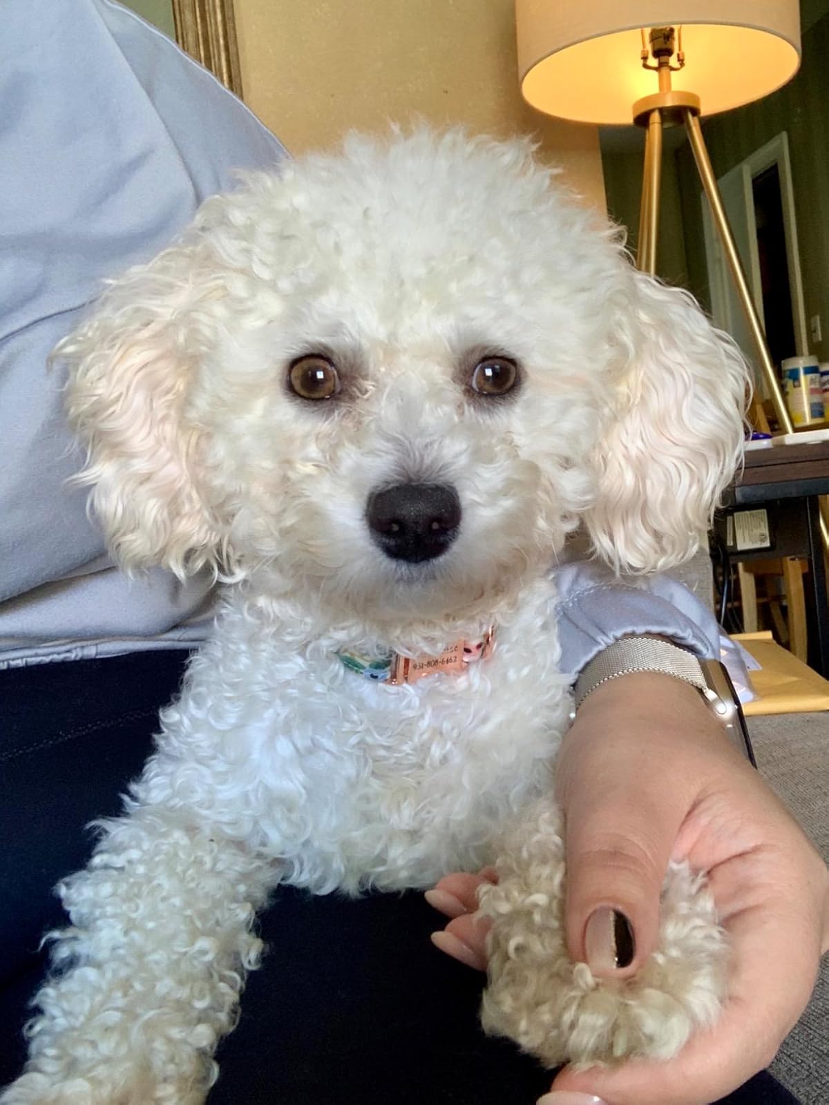 daisy's tear stain