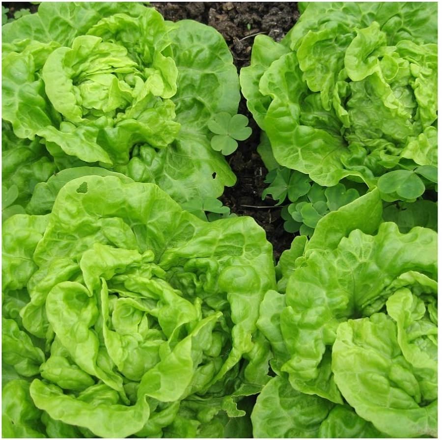 PREMIER SEEDS DIRECT - Lettuce - Tom Thumb - 1700 Finest Seeds, Green